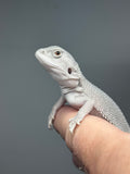 #1616, male, hypo, possible het wits, Zero Bearded Dragon for sale