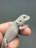 #1616, male, hypo, possible het wits, Zero Bearded Dragon for sale
