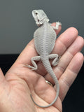 #1616, male, hypo, possible het wits, Zero Bearded Dragon for sale