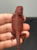 RM986, male, trans, possible het hypo, 50% Red Monster bearded dragon for sale