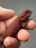 RM986, male, trans, possible het hypo, 50% Red Monster bearded dragon for sale