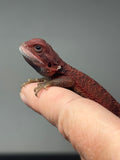 RM986, male, trans, possible het hypo, 50% Red Monster bearded dragon for sale