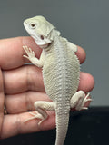 #1617, female, hypo, possible het zero, Witblits Bearded dragon for sale