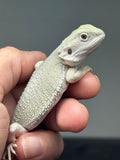 #1617, female, hypo, possible het zero, Witblits Bearded dragon for sale
