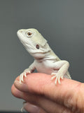 #1617, female, hypo, possible het zero, Witblits Bearded dragon for sale