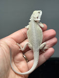 #1617, female, hypo, possible het zero, Witblits Bearded dragon for sale