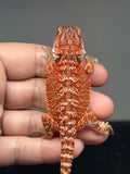 red possible het hypo, possible het Witblits, 50% Red Monster bearded dragon