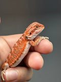 Photo 2 of red possible het hypo, possible het Witblits, 50% Red Monster bearded dragon