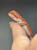 Photo 3 of red possible het hypo, possible het Witblits, 50% Red Monster bearded dragon