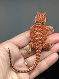 Photo 4 of red possible het hypo, possible het Witblits, 50% Red Monster bearded dragon