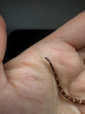Photo 5 of red possible het hypo, possible het Witblits, 50% Red Monster bearded dragon