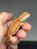 Photo 2 of blue and red hypo, blue bar, 25% Red Monster bearded dragon