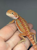 Photo 3 of blue and red hypo, blue bar, 25% Red Monster bearded dragon