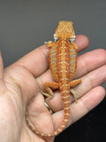 Photo 4 of blue and red hypo, blue bar, 25% Red Monster bearded dragon