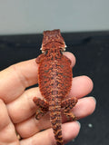 RM992, female, possible het trans, possible het hypo, 50% Red Monster bearded dragon for sale