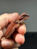 RM992, female, possible het trans, possible het hypo, 50% Red Monster bearded dragon for sale