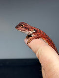RM992, female, possible het trans, possible het hypo, 50% Red Monster bearded dragon for sale