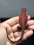 RM992, female, possible het trans, possible het hypo, 50% Red Monster bearded dragon for sale