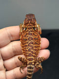 RM993, female, 100% Red Monster bearded dragon for sale