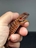 RM993, female, 100% Red Monster bearded dragon for sale