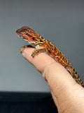 RM993, female, 100% Red Monster bearded dragon for sale