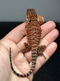 RM993, female, 100% Red Monster bearded dragon for sale