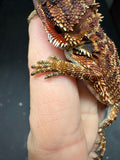 RM993, female, 100% Red Monster bearded dragon for sale