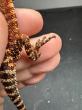 RM993, female, 100% Red Monster bearded dragon for sale