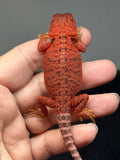 RM994, female, trans, possible het hypo, possible het Witblits 50% Red Monster bearded dragon for sale