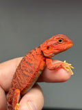 RM994, female, trans, possible het hypo, possible het Witblits 50% Red Monster bearded dragon for sale