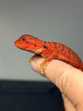 RM994, female, trans, possible het hypo, possible het Witblits 50% Red Monster bearded dragon for sale