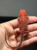 RM994, female, trans, possible het hypo, possible het Witblits 50% Red Monster bearded dragon for sale