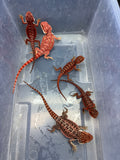 G194, Five 50% Red monster Bearded Dragon wholesale group for sale