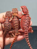G194, Five 50% Red monster Bearded Dragon wholesale group for sale