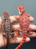 G194, Five 50% Red monster Bearded Dragon wholesale group for sale