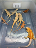 G195, 8 Bearded Dragon wholesale group for sale
