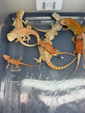 G195, 8 Bearded Dragon wholesale group for sale