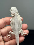 #1620, female, hypo, possible het wits, Zero Bearded Dragon for sale