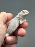 #1620, female, hypo, possible het wits, Zero Bearded Dragon for sale