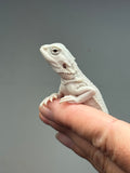 #1620, female, hypo, possible het wits, Zero Bearded Dragon for sale