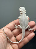 #1620, female, hypo, possible het wits, Zero Bearded Dragon for sale