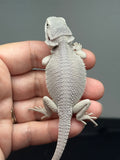 #1621, male, hypo, possible het wits, Zero Bearded Dragon for sale
