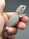 #1621, male, hypo, possible het wits, Zero Bearded Dragon for sale