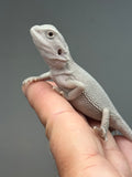 #1621, male, hypo, possible het wits, Zero Bearded Dragon for sale