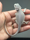#1621, male, hypo, possible het wits, Zero Bearded Dragon for sale