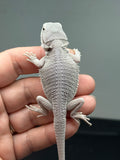 #1622, male, hypo, possible het wits, Zero Bearded Dragon for sale