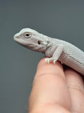 #1622, male, hypo, possible het wits, Zero Bearded Dragon for sale