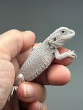 #1622, male, hypo, possible het wits, Zero Bearded Dragon for sale