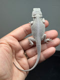 #1622, male, hypo, possible het wits, Zero Bearded Dragon for sale