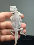 #1623, female, hypo, possible het wits, Zero Bearded Dragon for sale